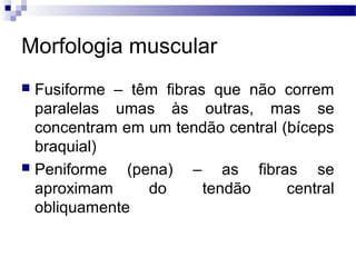 Morfologia muscular
 Fusiforme – têm fibras que não correm
paralelas umas às outras, mas se
concentram em um tendão central (bíceps
braquial)
 Peniforme (pena) – as fibras se
aproximam do tendão central
obliquamente
 