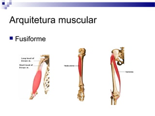 Arquitetura muscular
 Fusiforme
 