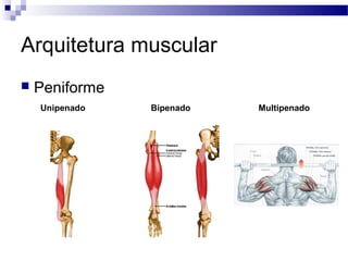 Arquitetura muscular
 Peniforme
Unipenado Bipenado Multipenado
 