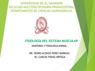 UNIVERSIDAD DE EL SALVADOR
FACULTAD MULTIDISCIPLINARIA PRARACENTRAL
DEPARTAMENTO DE CIENCIAS AGRONOMICAS
ANATOMIA Y FISIOLOGIA ANIMAL
DR: PEDRO ALONZO PEREZ BARRAZA
Br: CARLOS TOMAS ORTEGA
FISIOLOGÍA DEL SISTEMA MUSCULAR
 