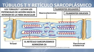 TÚBULOS T Y RETÍCULO SARCOPLÁSMICO LOS TÚBULOS T  LLEVAN LOS POTENCIALES DE ACCIÓN HACIA EL INTERIOR DE LA FIBRA MUSCULAR FILAMENTOS DELGADOS FILAMENTOS GRUESOS EL RETÍCULO SARCOPLÁSMICO ALMACENA CA 