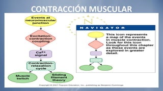 CONTRACCIÓN MUSCULAR 