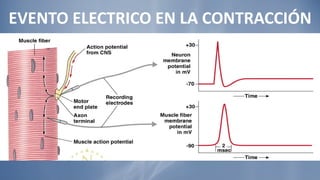 EVENTO ELECTRICO EN LA CONTRACCIÓN MUSCULAR 