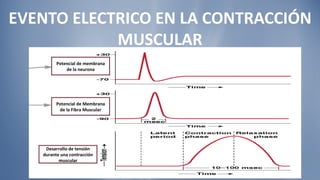 EVENTO ELECTRICO EN LA CONTRACCIÓN MUSCULAR Potencial de membrana de la neurona Potencial de Membrana de la Fibra Muscular Desarrollo de tensión durante una contracción muscular 