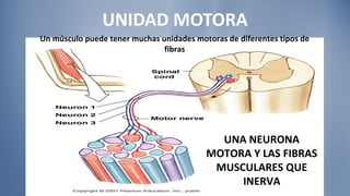 UNIDAD MOTORA UNA NEURONA MOTORA Y LAS FIBRAS MUSCULARES QUE INERVA Un músculo puede tener muchas unidades motoras de diferentes tipos de fibras 