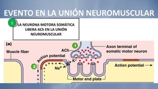 EVENTO EN LA UNIÓN NEUROMUSCULAR LA NEURONA MOTORA SOMÁTICA LIBERA ACh EN LA UNIÓN NEUROMUSCULAR 1 