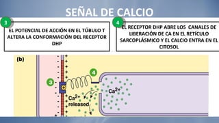 SEÑAL DE CALCIO EL RECEPTOR DHP ABRE LOS  CANALES DE LIBERACIÓN DE CA EN EL RETÍCULO SARCOPLÁSMICO Y EL CALCIO ENTRA EN EL CITOSOL 4 EL POTENCIAL DE ACCIÓN EN EL TÚBULO T ALTERA LA CONFORMACIÓN DEL RECEPTOR DHP 3 