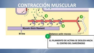 CONTRACCIÓN MUSCULAR EL FILAMENTO DE ACTINA SE DESLIZA HACIA EL CENTRO DEL SARCÓMERO 7 