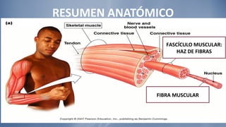 RESUMEN ANATÓMICO FASCÍCULO MUSCULAR: HAZ DE FIBRAS FIBRA MUSCULAR 