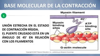 BASE MOLECULAR DE LA CONTRACCIÓN UNIÓN ESTRECHA EN EL ESTADO DE CONTRACCIÓN RÍGIDA.  EL PUENTE CRUZADO ESTÁ EN UN ÁNGULO DE 45 º  EN RELACIÓN CON LOS FILAMENTOS 1 
