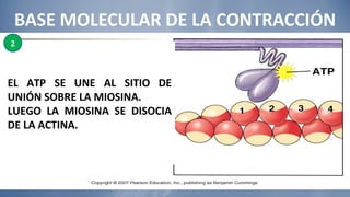 BASE MOLECULAR DE LA CONTRACCIÓN EL ATP SE UNE AL SITIO DE UNIÓN SOBRE LA MIOSINA. LUEGO LA MIOSINA SE DISOCIA DE LA ACTINA. 2 
