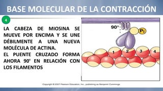 BASE MOLECULAR DE LA CONTRACCIÓN LA CABEZA DE MIOSINA SE MUEVE POR ENCIMA Y SE UNE DÉBILMENTE A UNA NUEVA MOLÉCULA DE ACTINA. EL PUENTE CRUZADO FORMA AHORA 90 º  EN RELACIÓN CON LOS FILAMENTOS 4 
