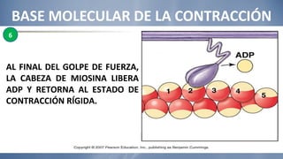 BASE MOLECULAR DE LA CONTRACCIÓN AL FINAL DEL GOLPE DE FUERZA, LA CABEZA DE MIOSINA LIBERA ADP Y RETORNA AL ESTADO DE CONTRACCIÓN RÍGIDA. 6 