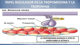 PAPEL REGULADOR DE LA TROPOMIOSINA Y LA TROPONINA LA TROPOMIOSINA BLOQUEA EL SITIO DE UNIÓN SOBRE LA ACTINA G. 