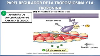 PAPEL REGULADOR DE LA TROPOMIOSINA Y LA TROPONINA AUMENTAN LAS CONCENTRACIONES DE CALCIO EN EL CITOSOL 1 