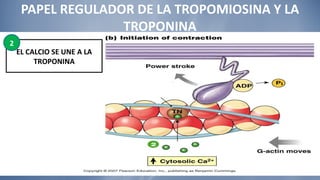 PAPEL REGULADOR DE LA TROPOMIOSINA Y LA TROPONINA EL CALCIO SE UNE A LA TROPONINA 2 
