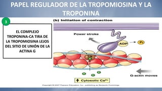 PAPEL REGULADOR DE LA TROPOMIOSINA Y LA TROPONINA EL COMPLEJO TROPONINA-CA TIRA DE LA TROPOMIOSINA LEJOS DEL SITIO DE UNIÓN DE LA ACTINA G 3 