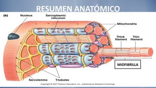RESUMEN ANATÓMICO MIOFIBRILLA 