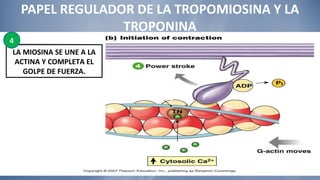 PAPEL REGULADOR DE LA TROPOMIOSINA Y LA TROPONINA LA MIOSINA SE UNE A LA ACTINA Y COMPLETA EL GOLPE DE FUERZA. 4 