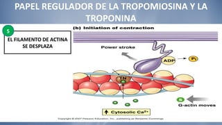 PAPEL REGULADOR DE LA TROPOMIOSINA Y LA TROPONINA EL FILAMENTO DE ACTINA SE DESPLAZA 5 