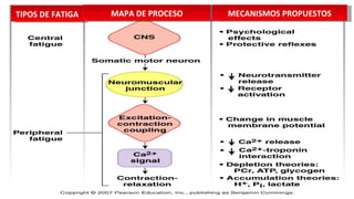 CANSANCIO MUSCULAR TIPOS DE FATIGA MAPA DE PROCESO MECANISMOS PROPUESTOS 