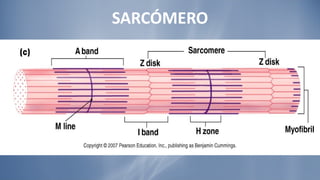 SARCÓMERO 