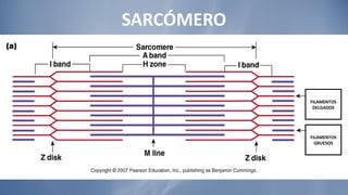 SARCÓMERO FILAMENTOS DELGADOS FILAMENTOS GRUESOS 