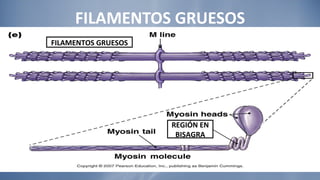 FILAMENTOS GRUESOS FILAMENTOS GRUESOS REGIÓN EN BISAGRA 
