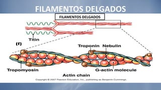 FILAMENTOS DELGADOS FILAMENTOS DELGADOS 