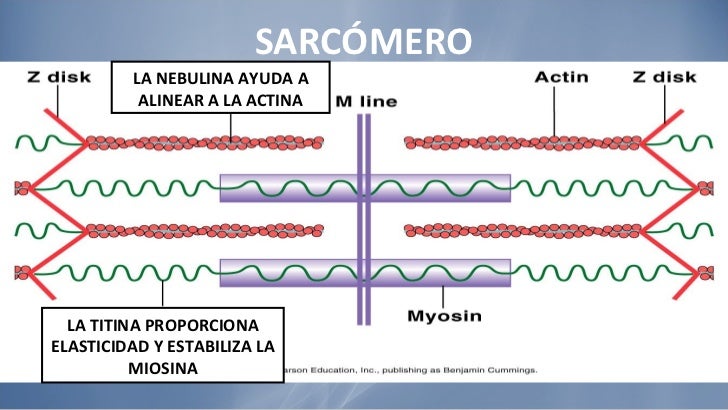Resultado de imagen para titina en el musculo