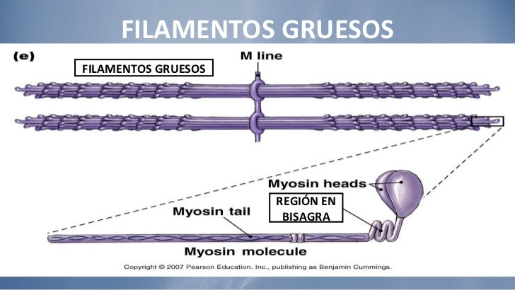 Fisiologia muscular esqueletica