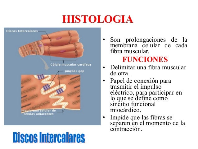 Fisiologia musculo liso y cardiaco