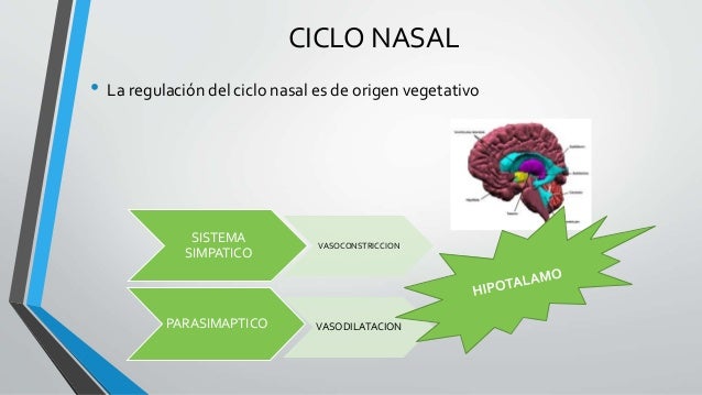 Fisiologia nasal carlos matos