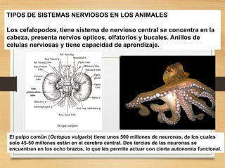 FISIOLOGIA sistema NERVIOSO de los animales | PDF