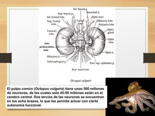 FISIOLOGIA sistema NERVIOSO de los animales | PDF