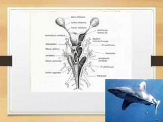 FISIOLOGIA sistema NERVIOSO de los animales | PDF
