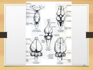 FISIOLOGIA sistema NERVIOSO de los animales | PDF