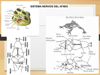 FISIOLOGIA sistema NERVIOSO de los animales | PDF