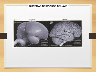 FISIOLOGIA sistema NERVIOSO de los animales | PDF
