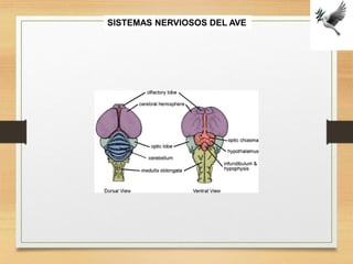 FISIOLOGIA sistema NERVIOSO de los animales | PDF