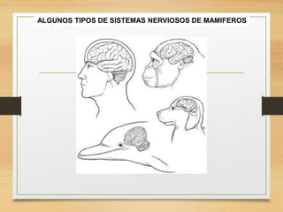 FISIOLOGIA sistema NERVIOSO de los animales | PDF