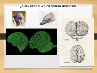 FISIOLOGIA sistema NERVIOSO de los animales | PDF