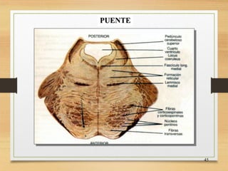FISIOLOGIA sistema NERVIOSO de los animales | PDF