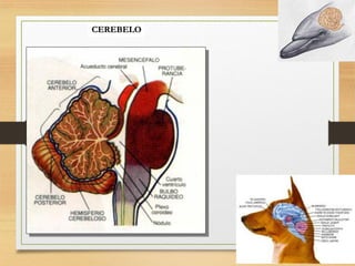 FISIOLOGIA sistema NERVIOSO de los animales | PDF