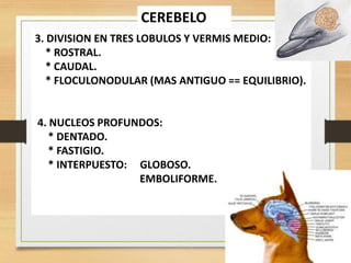 FISIOLOGIA sistema NERVIOSO de los animales | PDF