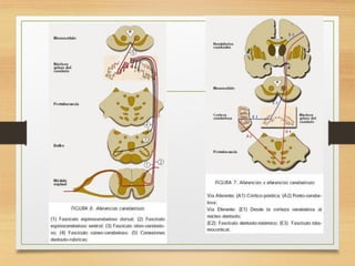 FISIOLOGIA sistema NERVIOSO de los animales | PDF