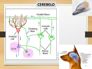 FISIOLOGIA sistema NERVIOSO de los animales | PDF