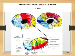 FISIOLOGIA sistema NERVIOSO de los animales | PDF