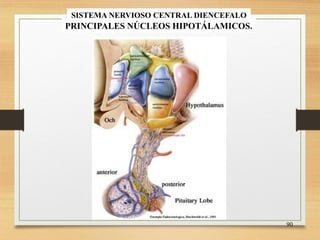 FISIOLOGIA sistema NERVIOSO de los animales | PDF