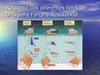 Resposta dos diferentes tipos de UMs para Força e Resistência 
